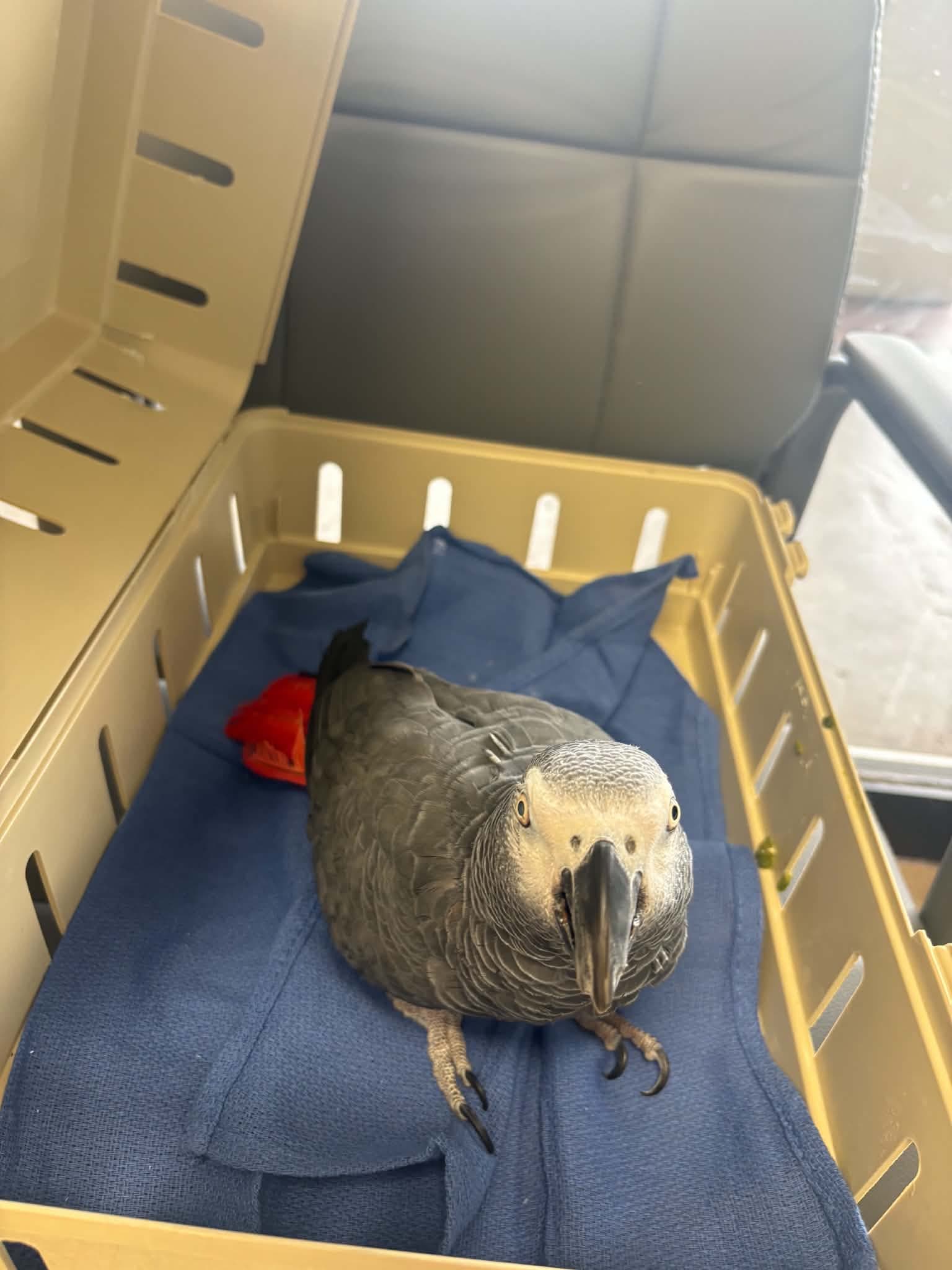 An African grey parrot resting safely in a pet carrier