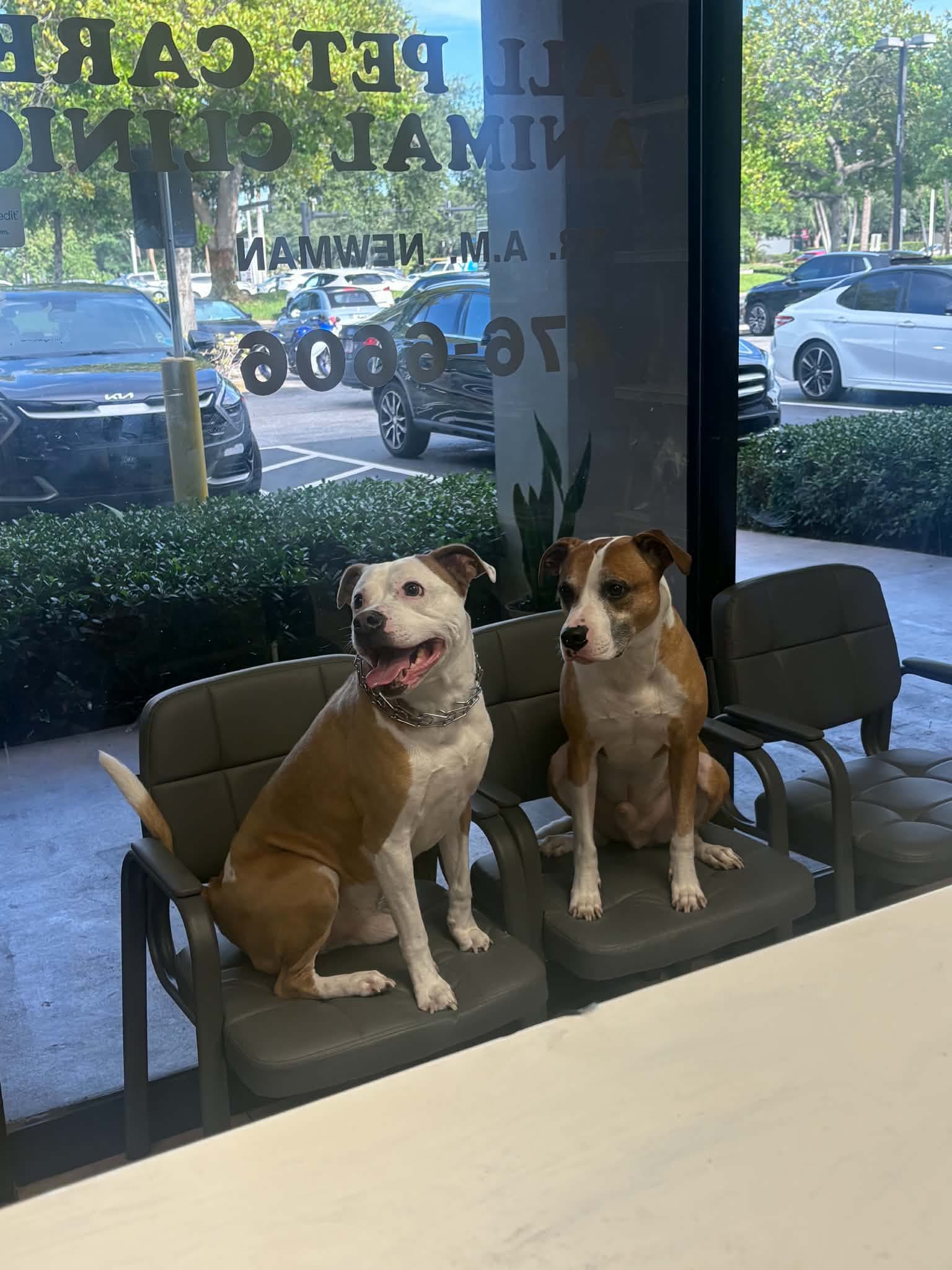 Two dogs sitting together in the All Pets Animal Clinic waiting room